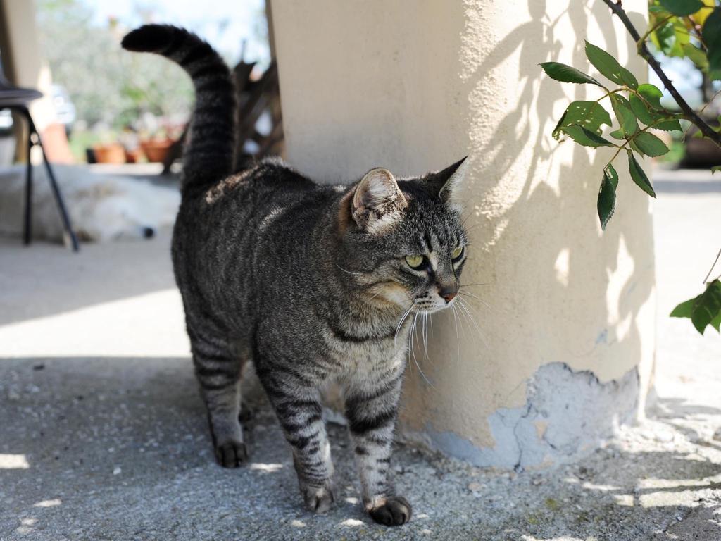 Le Tre Querce Bed and Breakfast Fiano Romano Εξωτερικό φωτογραφία